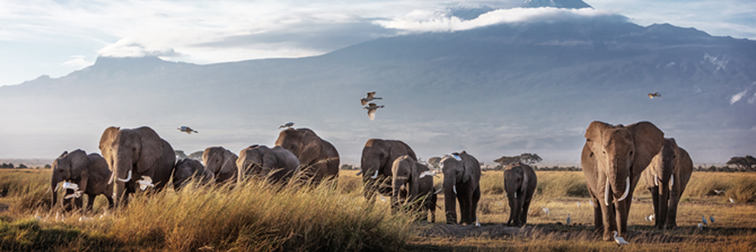 African elephants in front of Mount kilimanjaro