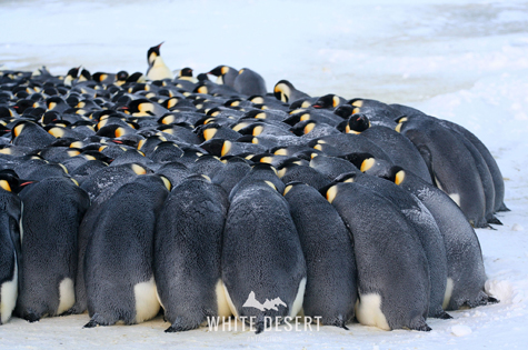 ©WhiteDesertAntarctica Emperor Penguins