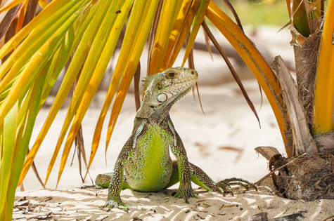 Guadeloupe - Lizard on beach