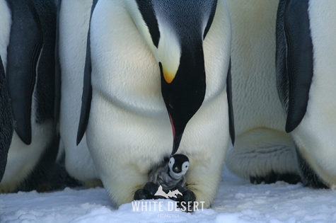 ©WhiteDesertAntarctica Penguin chick