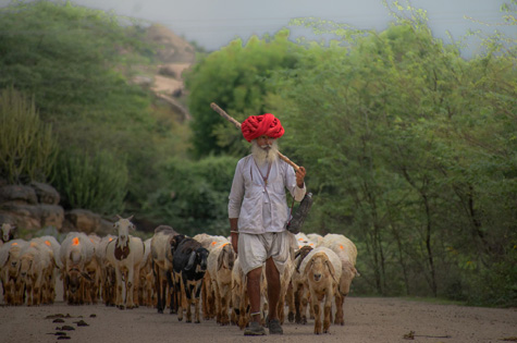 Rabari shepherd walking flock
