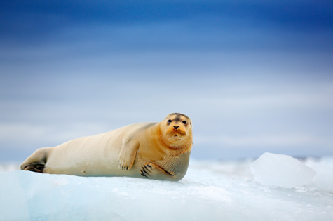 Seal on Ice Svalbard