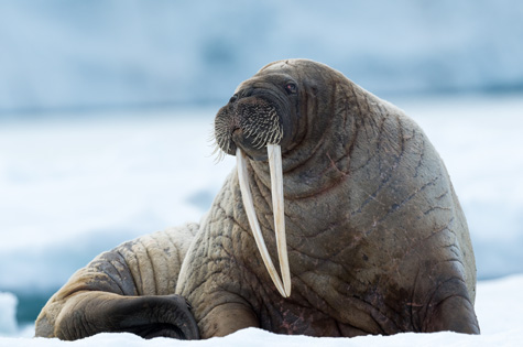 Arctic Polar Norway Svalbard Walrus