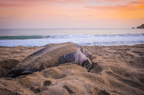 Leatherback Turtle