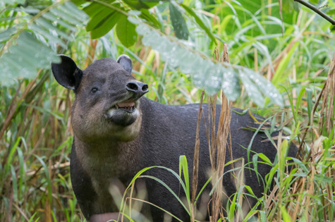 Tapir in cloud forest