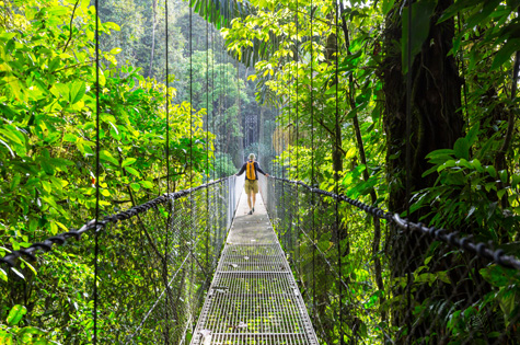 Tree canopy walk