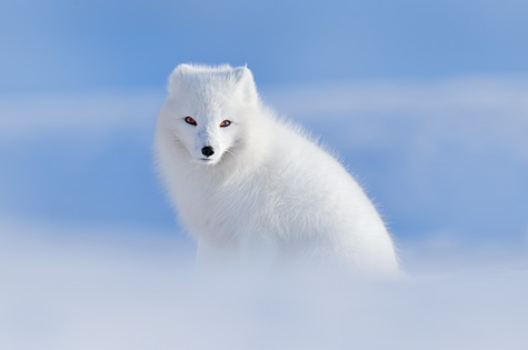 Norway Arctic Fox Svalbard