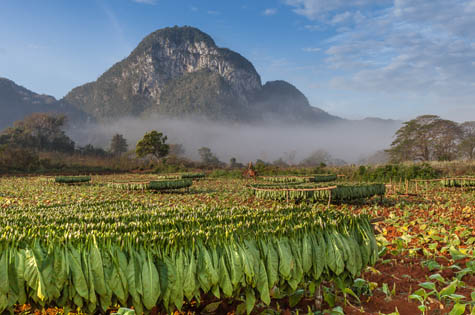 Vineales tobacco plantations