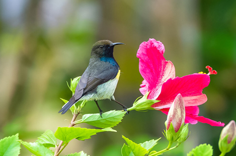 Newton's sunbird, male, beautiful bird in Sao Tome and Principe