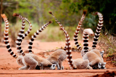 Ring tailed Lemurs