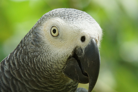Sao Tome - Grey Parrot Principe