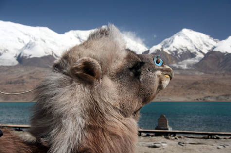 Central Asia Camel looking at lake Silk Road