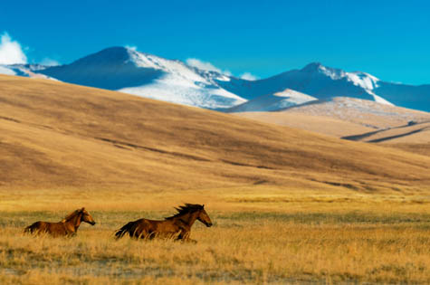 Horses in the Assy Plateau Kazakhstan