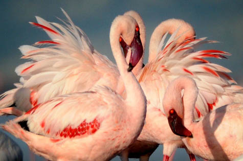 Flamingos Lake Natron