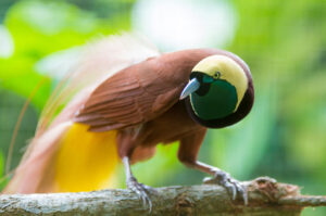 Lesser bird of Paradise