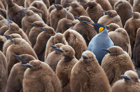 Adult King Penguin in creche