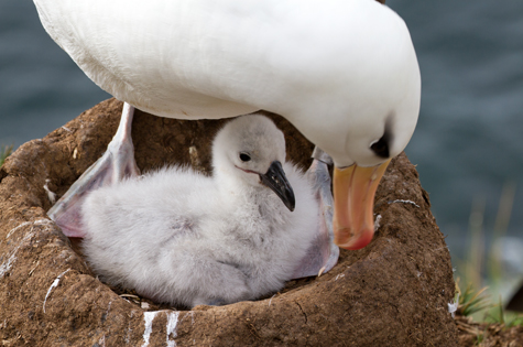 Albatross & chick
