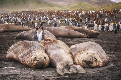 King penguins and Elephant Seals