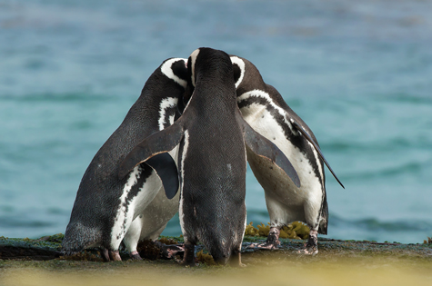 Magellanic Penguins in a huddle