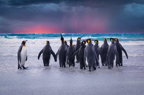 King penguins Falklands