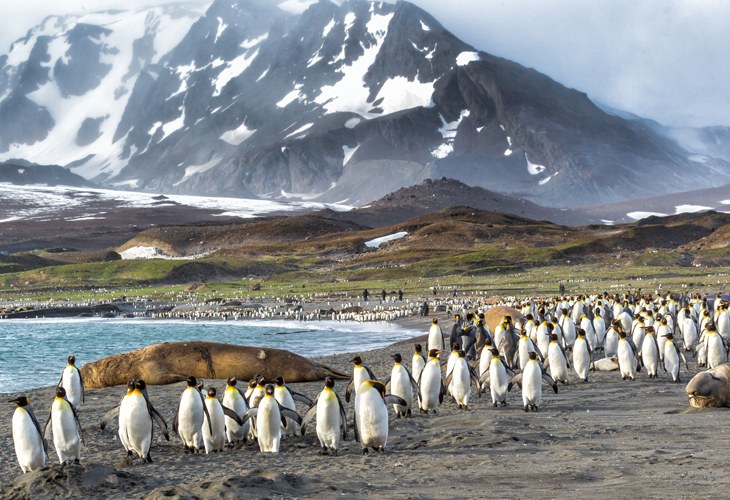 Falklands - King Penguins St Andrews Bay