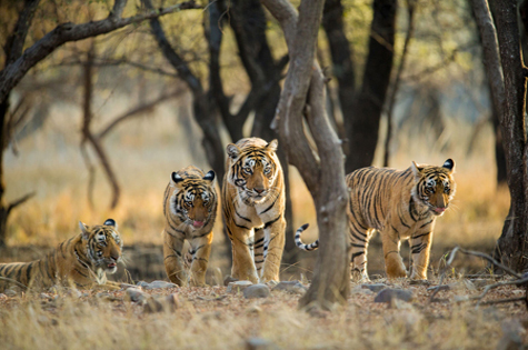 Tigers, Ranthambhore National Park, Rajasthan