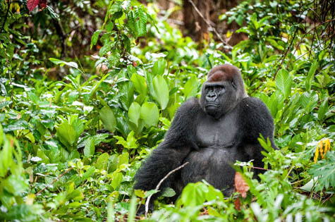 Western Lowland Gorilla