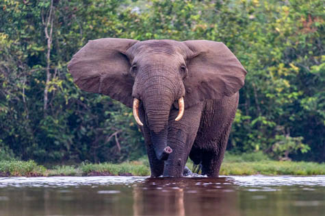 Congo elephant