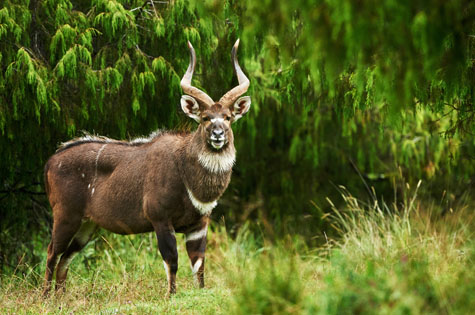 Mountain Nyala