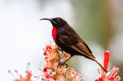 Scarlet-chested sunbird on a flower in Bahir Dar