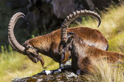 Walea Ibex