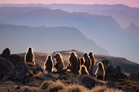 gelada baboons at sunset