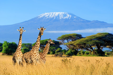 Kilimanjaro Giraffes