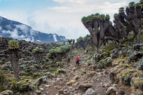 Hiking lower slopes of Kilimanjaro