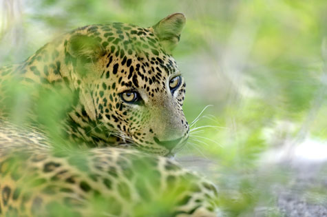 Leopard Yala National Park