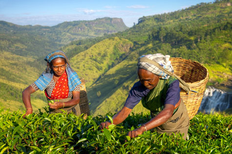 Tea Plantations tea picking