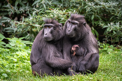 Sulawesi Celebes Macaques