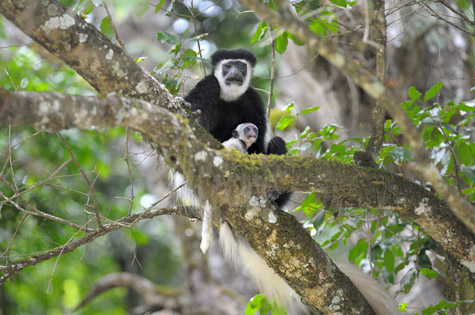 Tanzania Colubus Monkeys