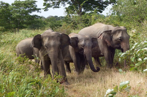 Elephants Sri Lanka