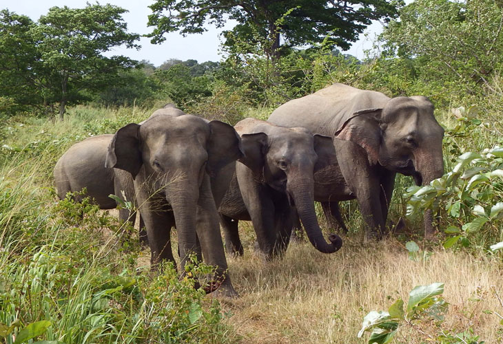 Elephants Sri Lanka