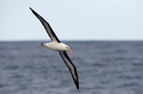 Black-Browed Albatross