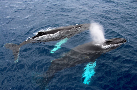 Antarctica humpback whales