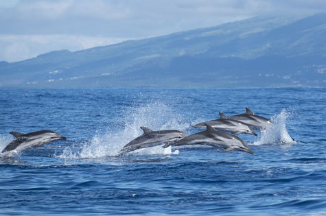 Dolphins