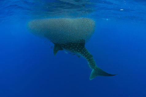 Whale shark with baitball at Ambrosio