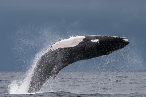 whale watching Humpback breaching Pico Island