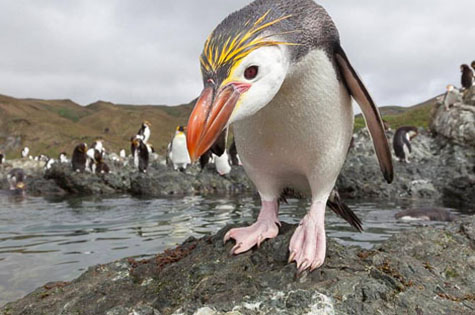 snares crested penguin