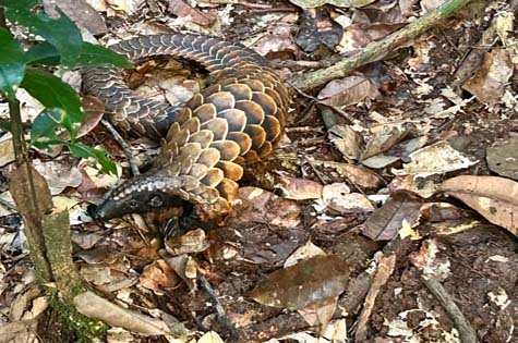 Black-bellied pangolin Kakum NP