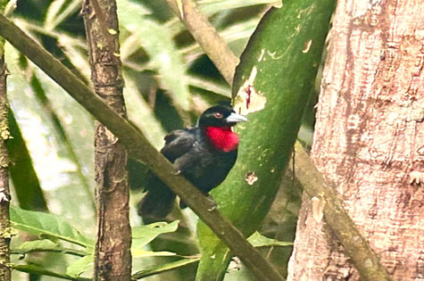 Blue-billed malimbe Ankasa