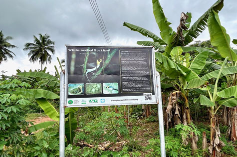 Bonkro - Picathartes sign in cultivated field with Plantain & Cassava