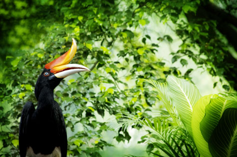 Borneo Hornbill in rainforest